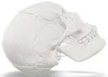 Human skull, true scale