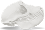 Macaque skull, true scale