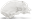 Marmoset skull, true scale