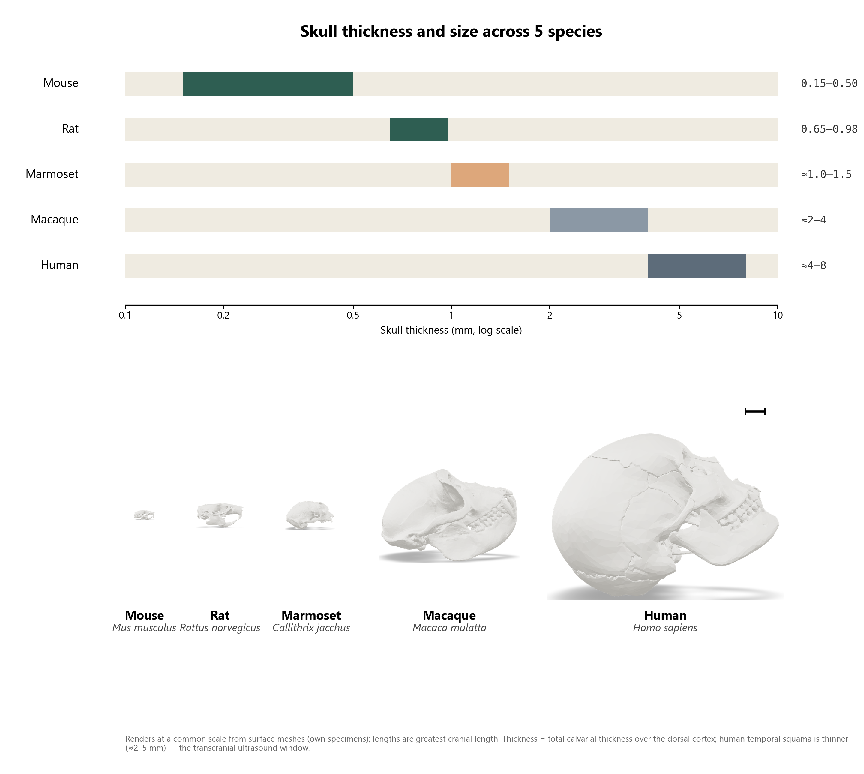 Skull thickness and size comparison across five species
